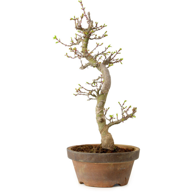 Acer palmatum Shishigashira, 42 cm, ± 10 years old, with a nebari of 5 cm