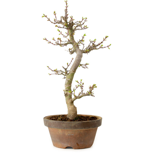 Acer palmatum Shishigashira, 42 cm, ± 10 ans, avec un nebari de 5 cm