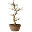 Acer palmatum Shishigashira, 42 cm, ± 10 Jahre alt, mit einem Wurzelhals von 5 cm