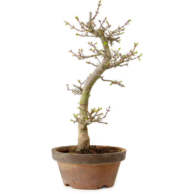 Acer palmatum Shishigashira, 42 cm, ± 10 años, con un nebari de 5 cm