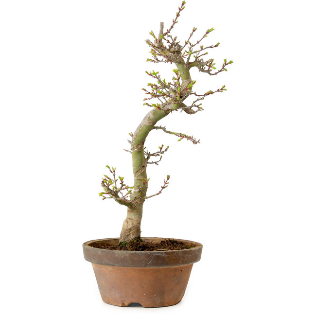 Acer palmatum Shishigashira, 42 cm, ± 10 años, con un nebari de 5 cm