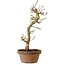 Acer palmatum Shishigashira, 42 cm, ± 10 años, con un nebari de 5 cm