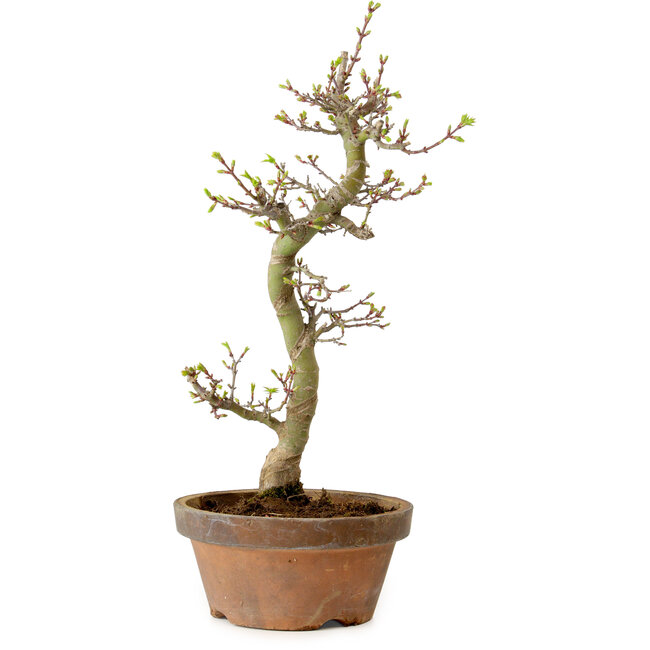 Acer palmatum Shishigashira, 42 cm, ± 10 years old, with a nebari of 5 cm