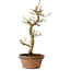 Acer palmatum Shishigashira, 42 cm, ± 10 ans, avec un nebari de 5 cm