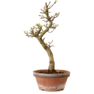 Acer palmatum Shishigashira, 42 cm, ± 10 years old