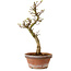 Acer palmatum Shishigashira, 42 cm, ± 10 Jahre alt, mit einem Wurzelhals von 5 cm