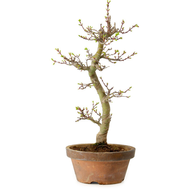 Acer palmatum Shishigashira, 42 cm, ± 10 años, con un nebari de 5 cm