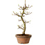 Acer palmatum Shishigashira, 42 cm, ± 10 Jahre alt, mit einem Wurzelhals von 5 cm