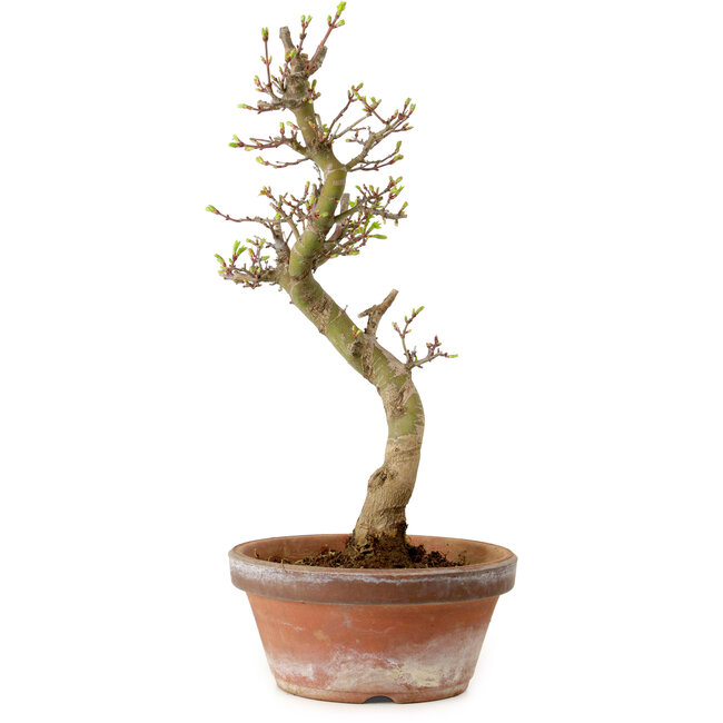 Acer palmatum Shishigashira, 42 cm, ± 10 años, con un nebari de 5 cm