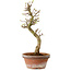 Acer palmatum Shishigashira, 42 cm, ± 10 Jahre alt, mit einem Wurzelhals von 5 cm