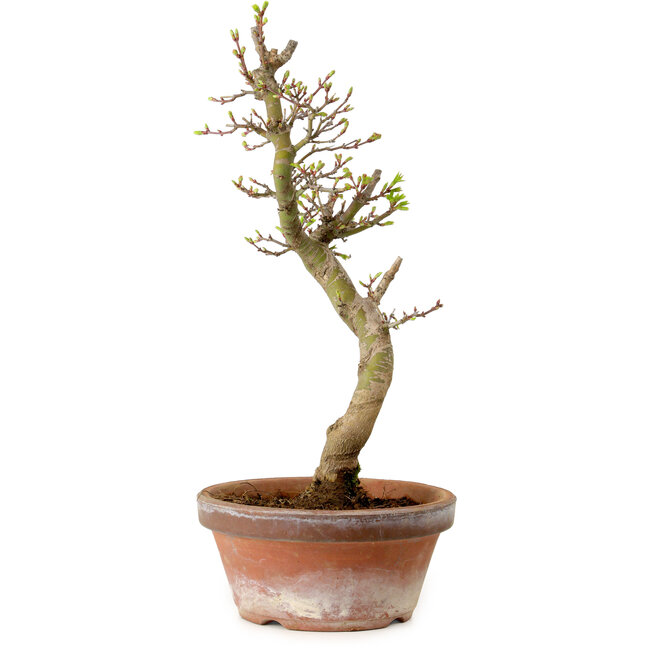 Acer palmatum Shishigashira, 42 cm, ± 10 jaar oud, met een nebari van 5 cm