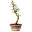 Acer palmatum Shishigashira, 42 cm, ± 10 Jahre alt, mit einem Wurzelhals von 5 cm