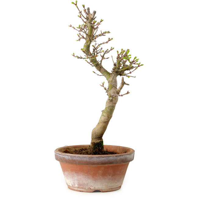Acer palmatum Shishigashira, 42 cm, ± 10 ans, avec un nebari de 5 cm