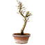 Acer palmatum Shishigashira, 42 cm, ± 10 Jahre alt, mit einem Wurzelhals von 5 cm