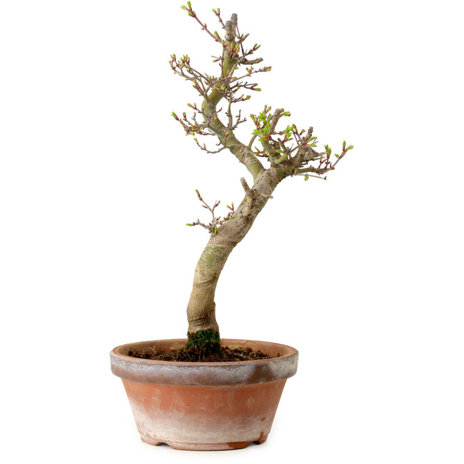 Acer palmatum Shishigashira, 42 cm, ± 10 años, con un nebari de 5 cm