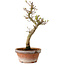 Acer palmatum Shishigashira, 42 cm, ± 10 Jahre alt, mit einem Wurzelhals von 5 cm