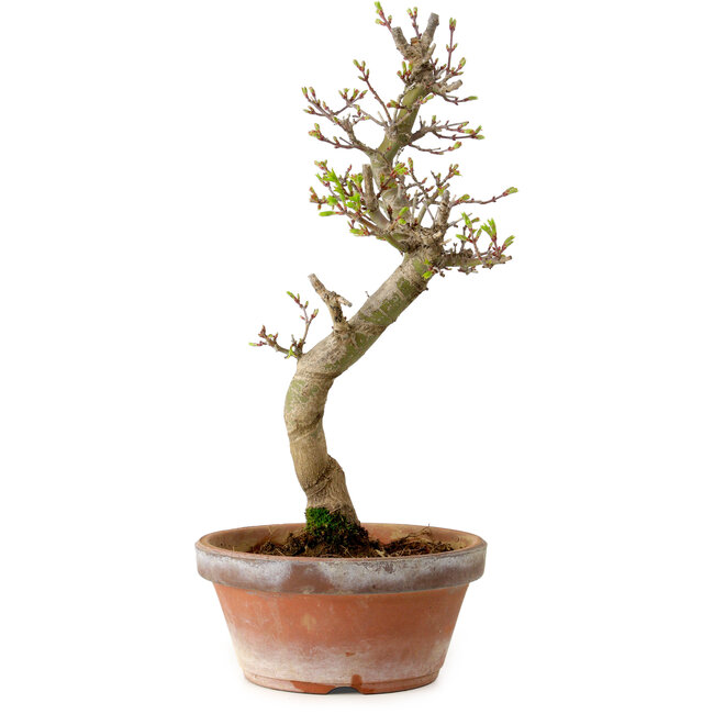 Acer palmatum Shishigashira, 42 cm, ± 10 ans, avec un nebari de 5 cm
