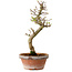 Acer palmatum Shishigashira, 42 cm, ± 10 Jahre alt, mit einem Wurzelhals von 5 cm