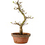 Acer palmatum Shishigashira, 42 cm, ± 10 years old, with a nebari of 5 cm