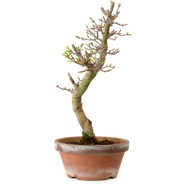 Acer palmatum Shishigashira, 42 cm, ± 10 jaar oud, met een nebari van 5 cm