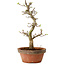 Acer palmatum Shishigashira, 42 cm, ± 10 years old, with a nebari of 5 cm