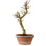 Acer palmatum Shishigashira, 42 cm, ± 10 anni, con nebari di 5 cm