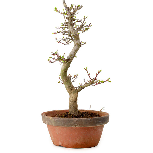 Acer palmatum Shishigashira, 42 cm, ± 10 years old, with a nebari of 5 cm