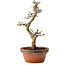 Acer palmatum Shishigashira, 42 cm, ± 10 anni, con nebari di 5 cm