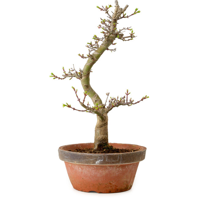 Acer palmatum Shishigashira, 42 cm, ± 10 years old, with a nebari of 5 cm