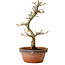 Acer palmatum Shishigashira, 42 cm, ± 10 jaar oud, met een nebari van 5 cm