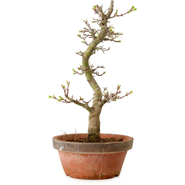 Acer palmatum Shishigashira, 42 cm, ± 10 Jahre alt, mit einem Wurzelhals von 5 cm