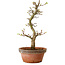 Acer palmatum Shishigashira, 42 cm, ± 10 anni, con nebari di 5 cm