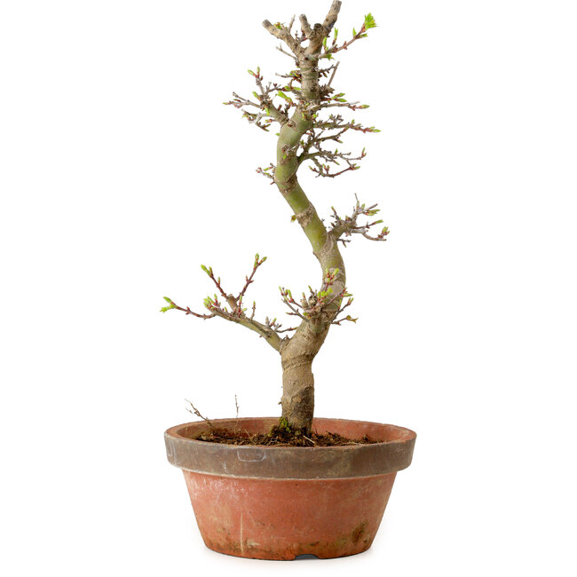 Acer palmatum Shishigashira, 42 cm, ± 10 jaar oud, met een nebari van 5 cm