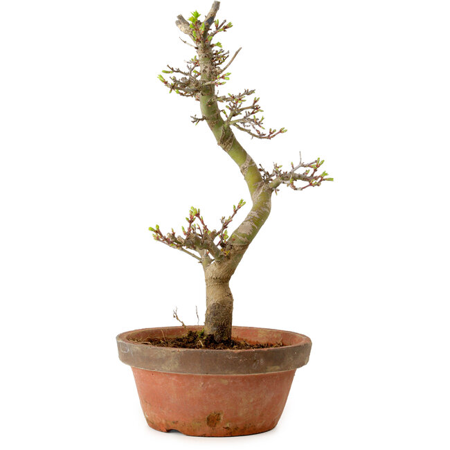 Acer palmatum Shishigashira, 42 cm, ± 10 anni, con nebari di 5 cm
