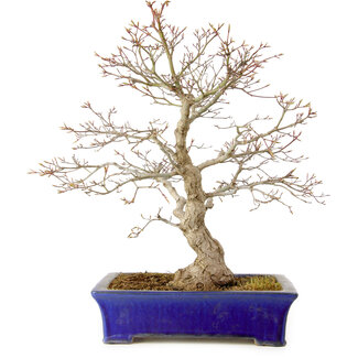 Acero palmato, 46 cm, ± 35 anni