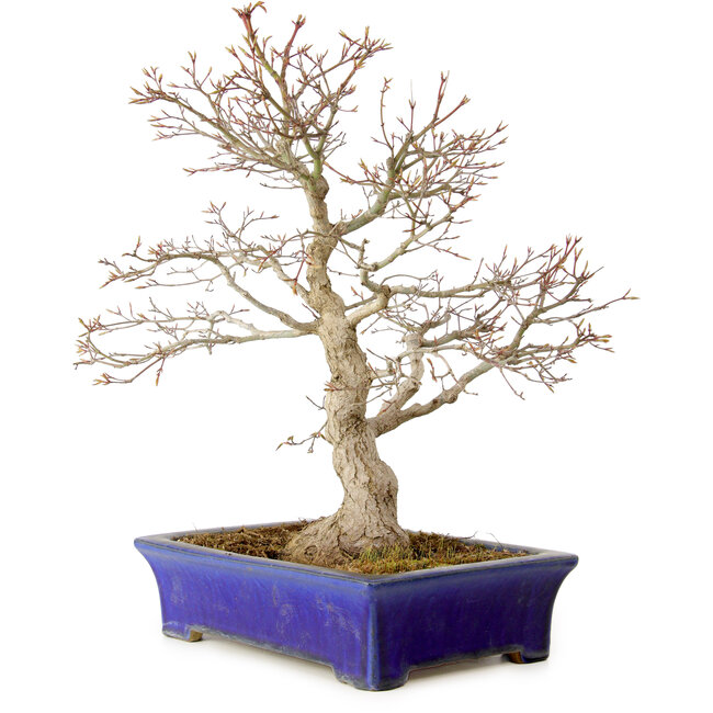 Acer palmatum, 46 cm, ± 35 jaar oud, met een nebari van 11 cm