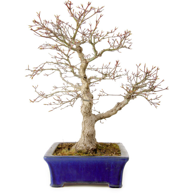 Acer palmatum, 46 cm, ± 35 years old, with a nebari of 11 cm