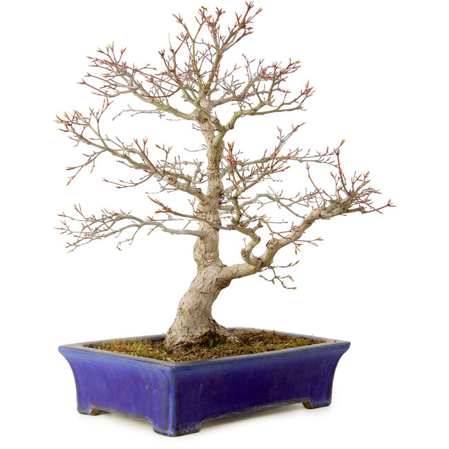 Acer palmatum, 46 cm, ± 35 jaar oud, met een nebari van 11 cm
