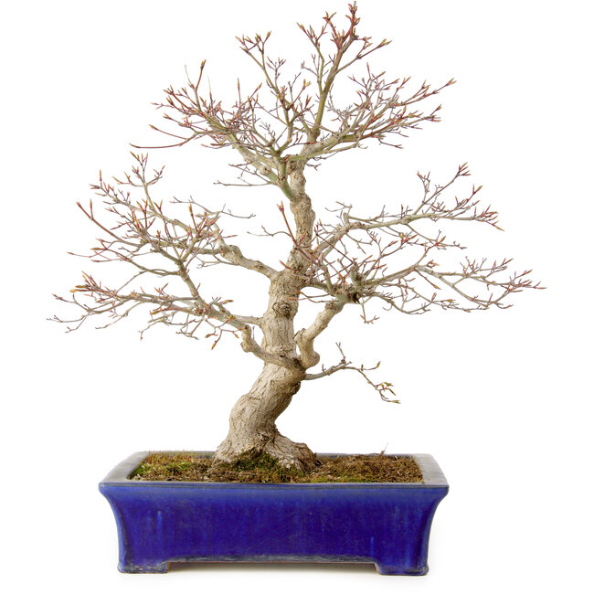Acer palmatum, 46 cm, ± 35 ans, avec un nebari de 11 cm