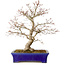 Acer palmatum, 46 cm, ± 35 years old, with a nebari of 11 cm