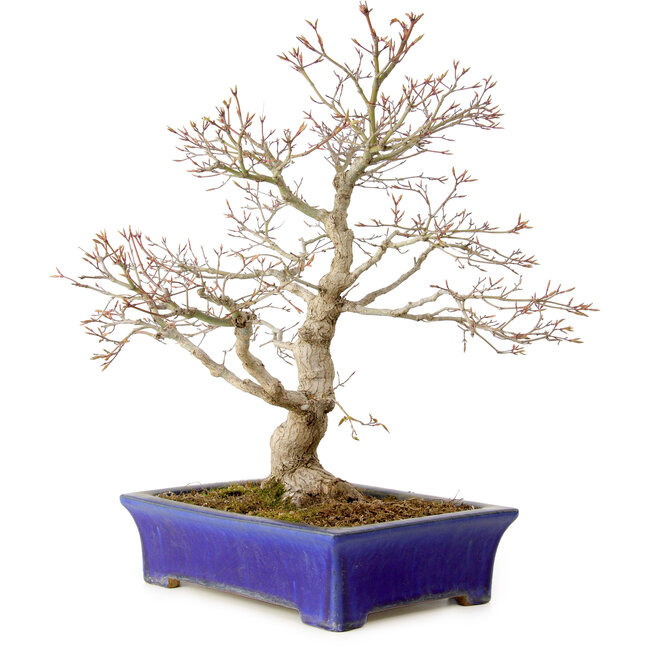 Acer palmatum, 46 cm, ± 35 Jahre alt, mit einem Wurzelhals von 11 cm