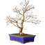 Acer palmatum, 46 cm, ± 35 jaar oud, met een nebari van 11 cm