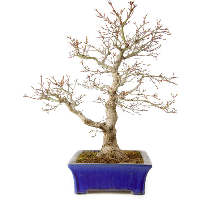 Acer palmatum, 46 cm, ± 35 Jahre alt, mit einem Wurzelhals von 11 cm