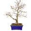 Acer palmatum, 46 cm, ± 35 anni, con nebari di 11 cm