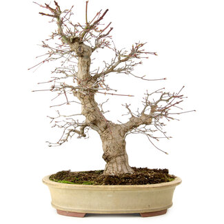 Eime Yozan Acer palmatum, 40 cm, ± 30 años de edad
