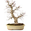Acer palmatum, 40 cm, ± 30 years old, in a handmade Japanese pot by Eime Yozan, with a nebari of 9 cm