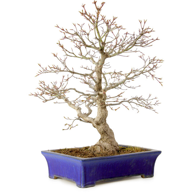 Acer palmatum, 46 cm, ± 35 años, con un nebari de 11 cm