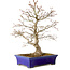 Acer palmatum, 46 cm, ± 35 ans, avec un nebari de 11 cm
