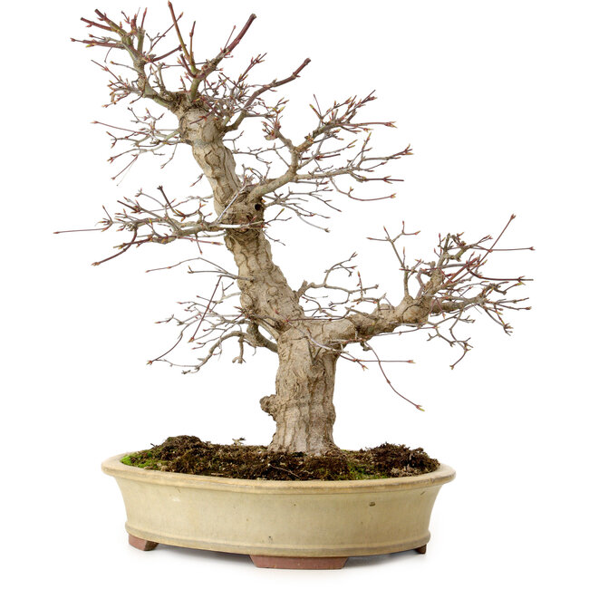 Acer palmatum, 40 cm, ± 30 jaar oud, in een handgemaakte Japanse pot van Eime Yozan, met een nebari van 9 cm.