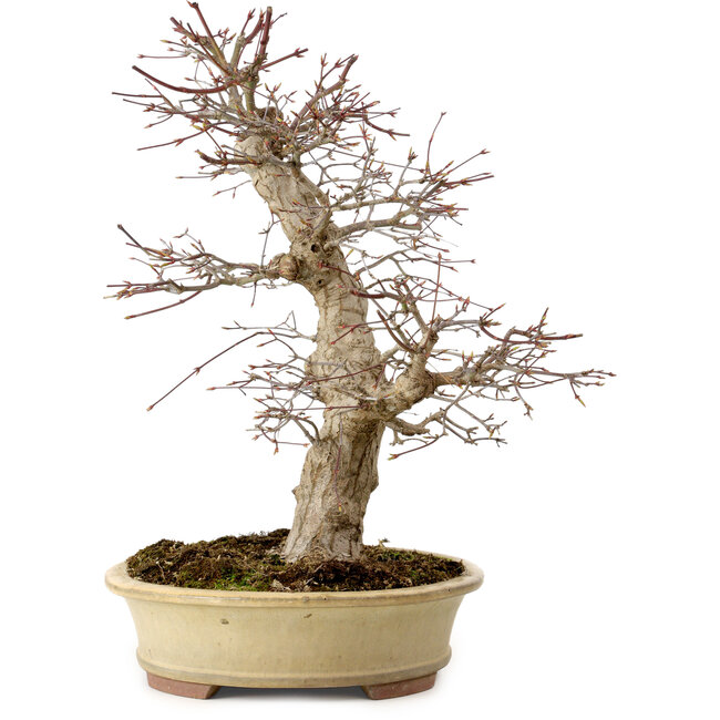 Acer palmatum, 40 cm, ± 30 ans, dans un pot japonais fait main par Eime Yozan, avec un nebari de 9 cm
